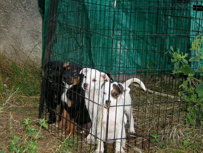 cuccioli insieme 03