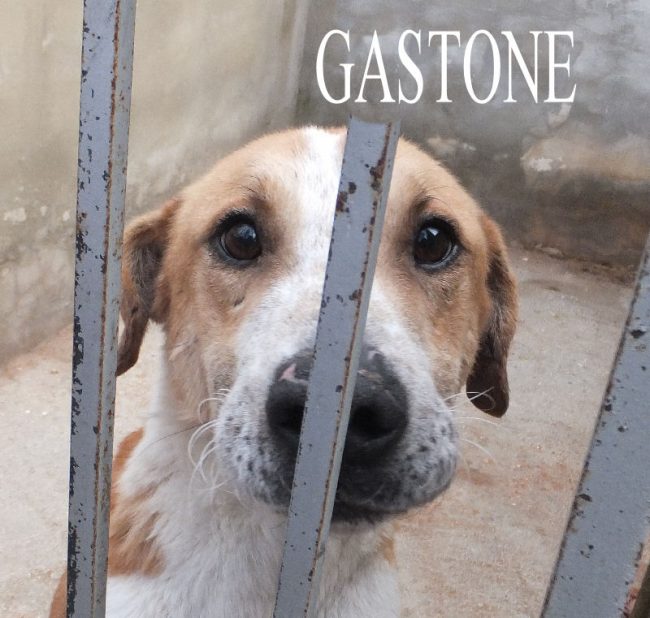 Gastone 7 febbraio 2015 115