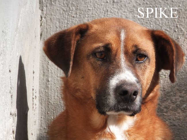 spike 28 ottobre 2014 129