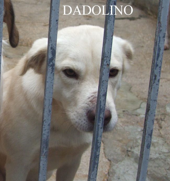 Dadolino 15 dicembre 2012 – 148a