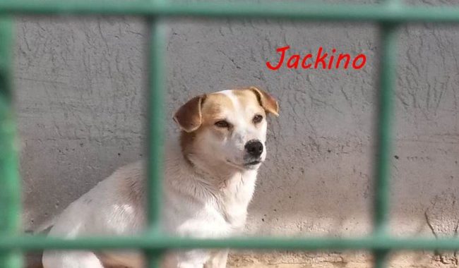 jack1