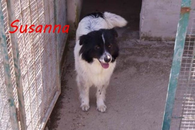 susanna1