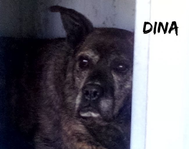 Dina