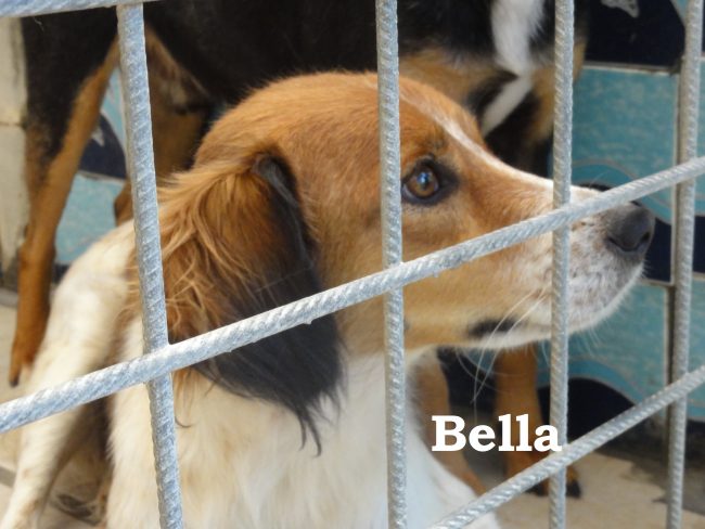 bella b – Copia