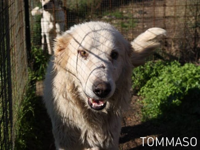 tommaso1