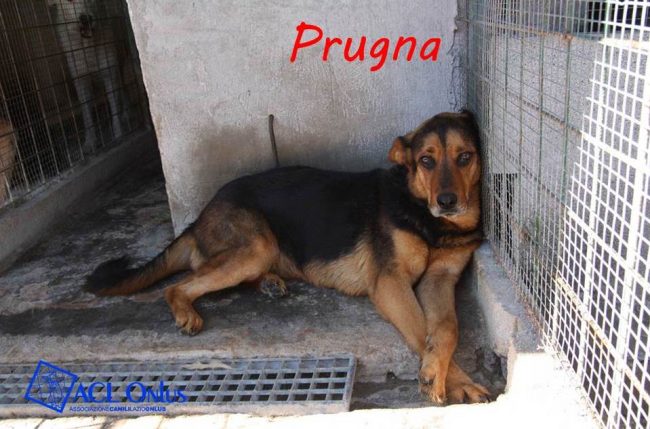 prugna1