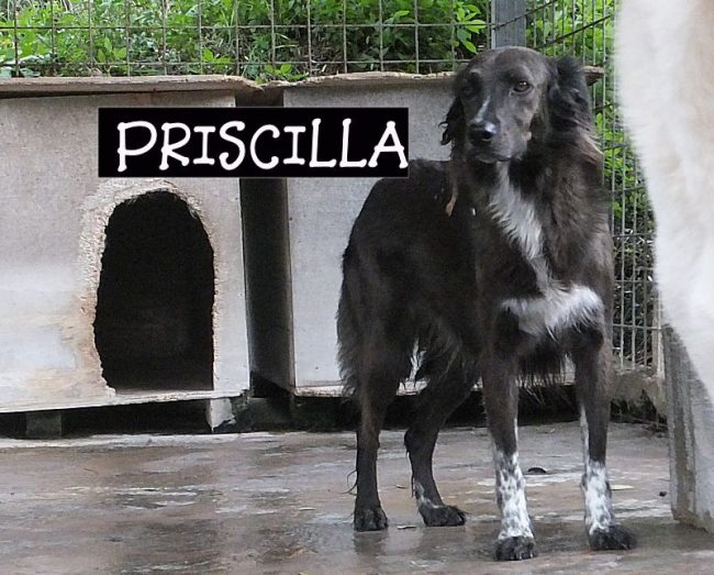 27 ottobre 2016 726