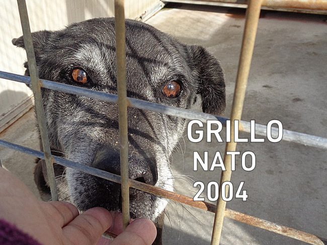 box32_Grillo_6_2_2021_8