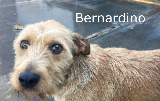 bernardino-2
