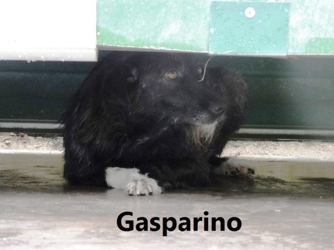 Gasparino – Con nome