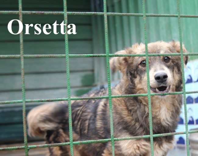 orsetta-con-nome