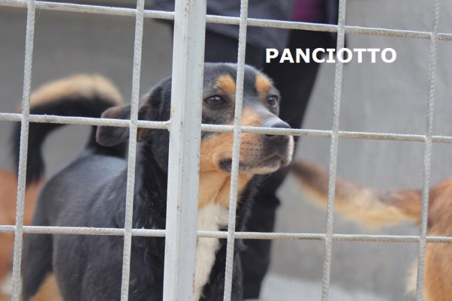 panciotto1