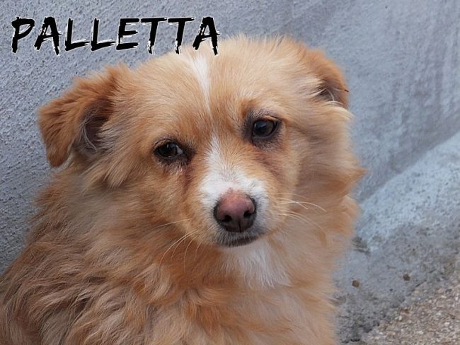 11 gennaio 2017 519