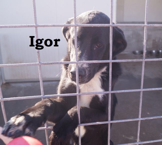 igor con nome