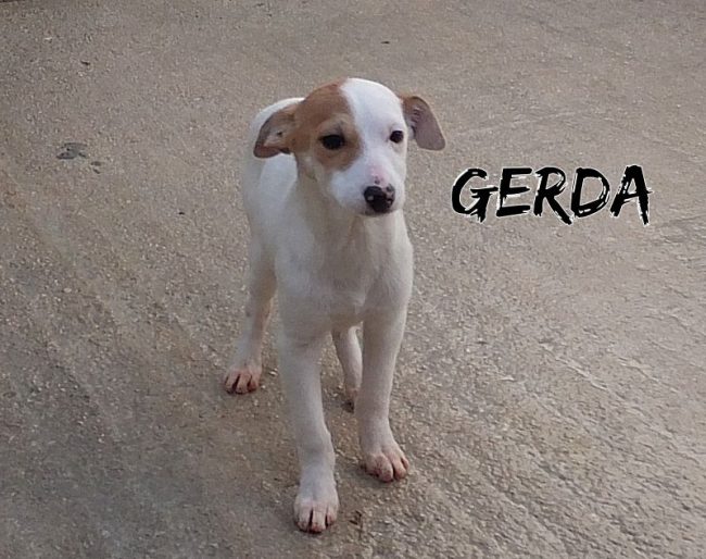 24 gennaio 2017 029