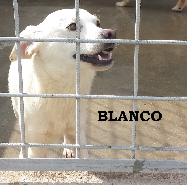 blanco con nome