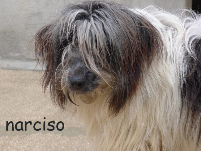 narciso 11 maggio 2018 006