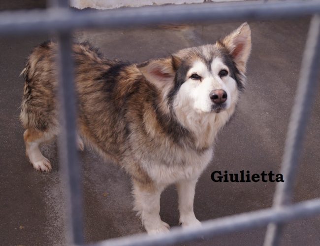GIULIETTA con nome