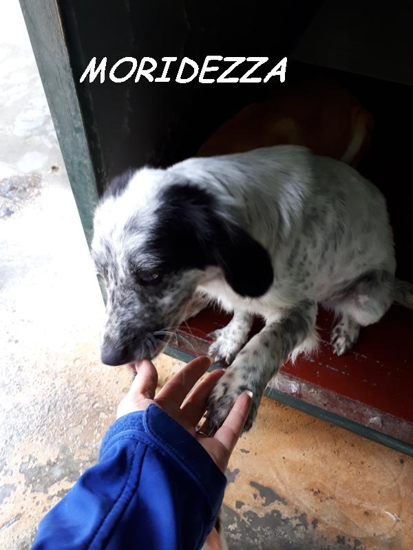 MORBIDEZZA (4)