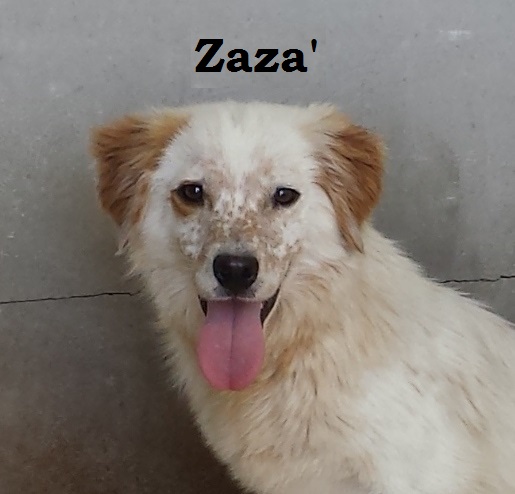ZAZA con nome – Copia