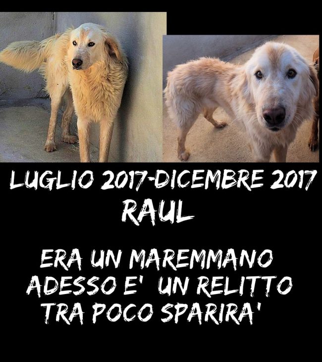 Immagine2
