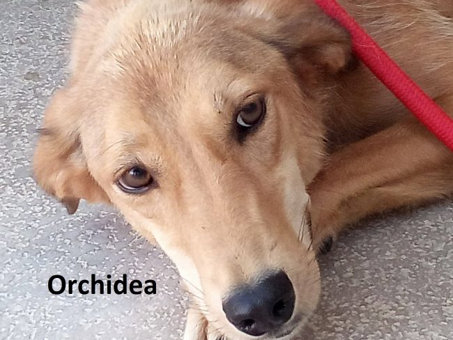 orchidea con nome