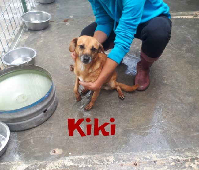 KIKI (8)