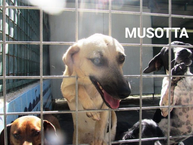 MUSOTTA