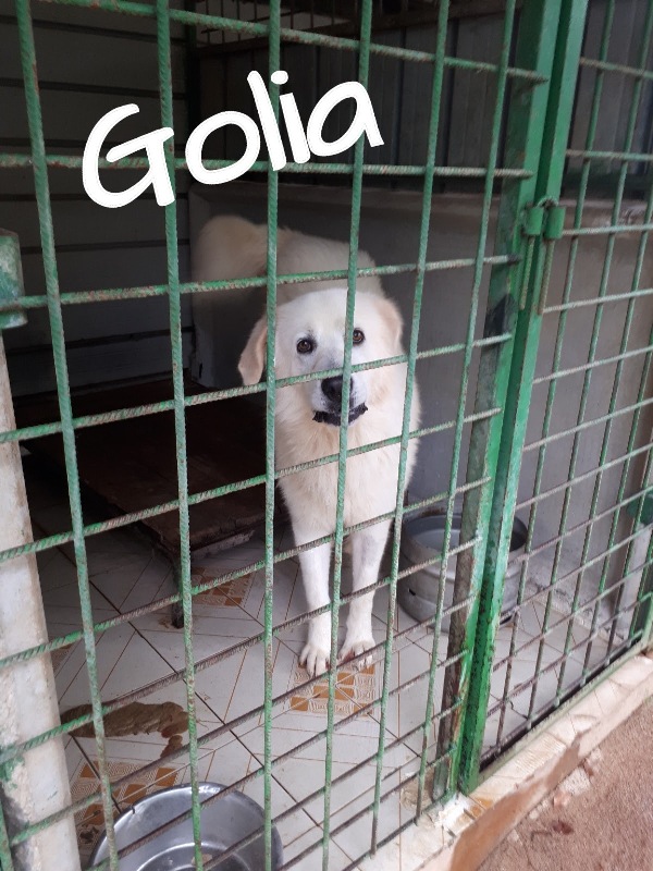 GOLIAcon nome