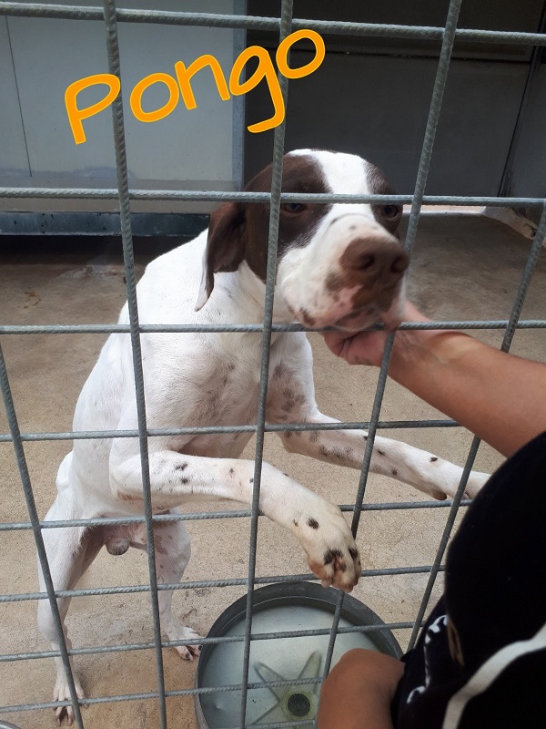PONGO (1)