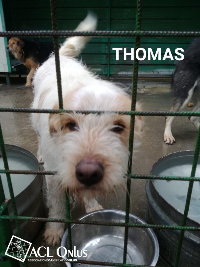 THOMAS