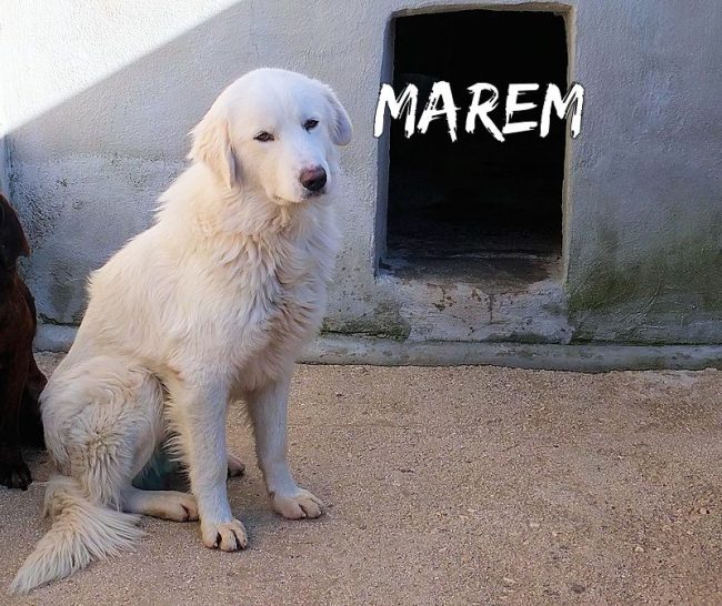 3 dicembre 2017 1176