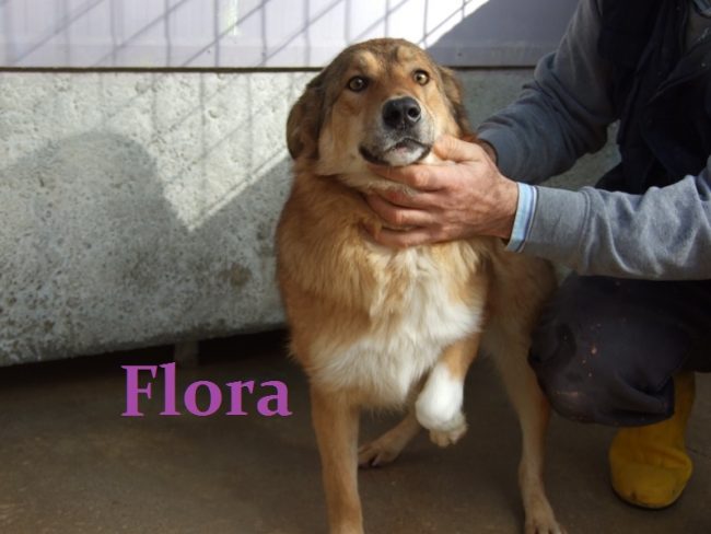 FLORA