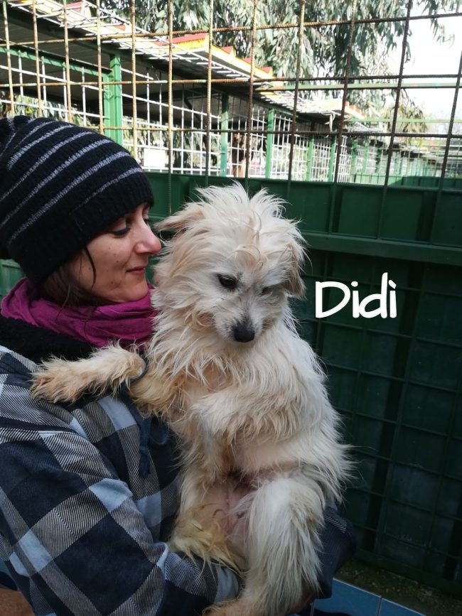 DIDI3