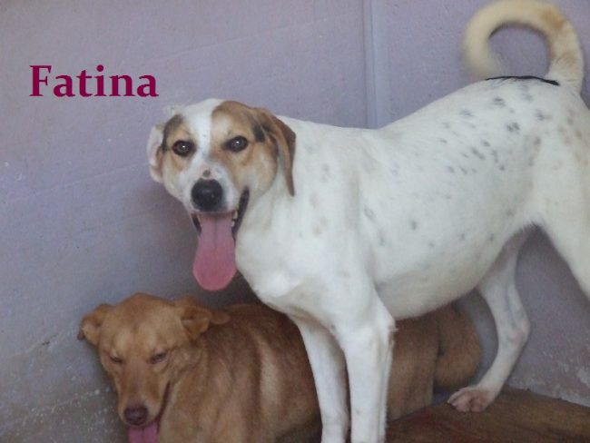 FATINA