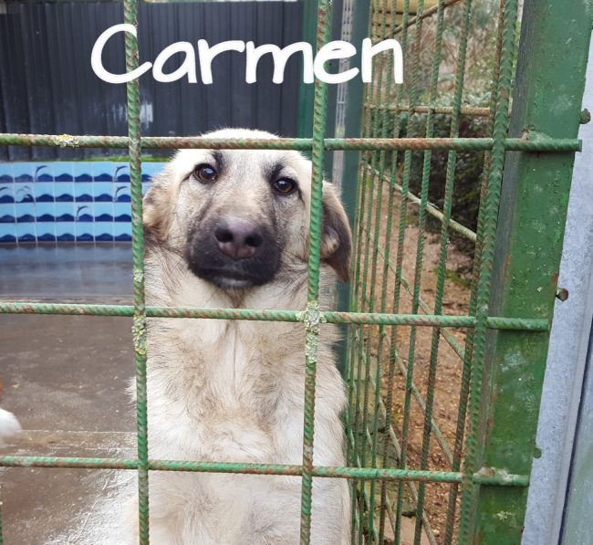 carmen3