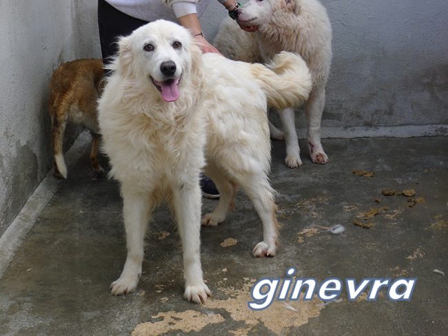 ginevra 11 maggio 20180 008