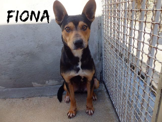 25 gennaio 2018 787