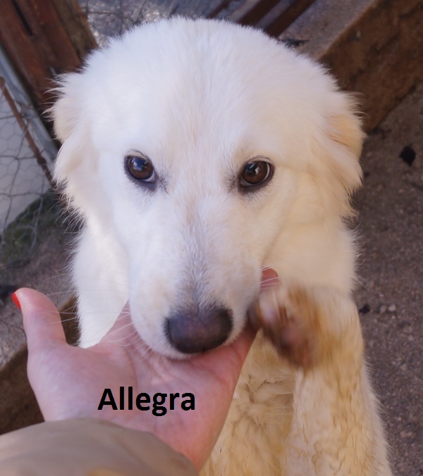 Allegra con nome