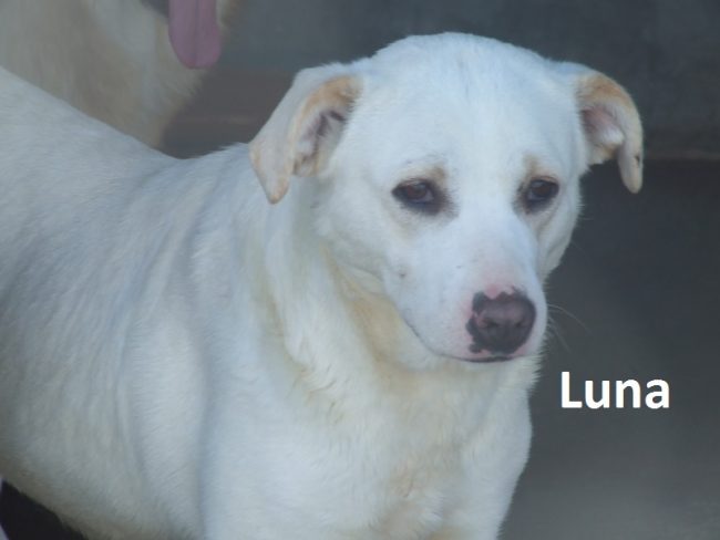 Luna3