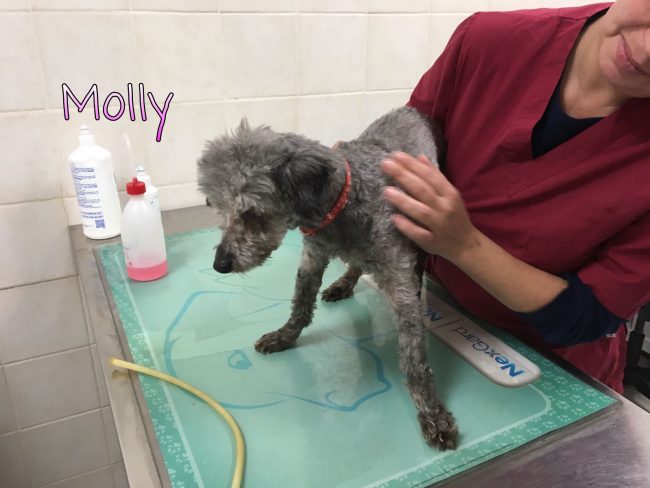 Molly 2