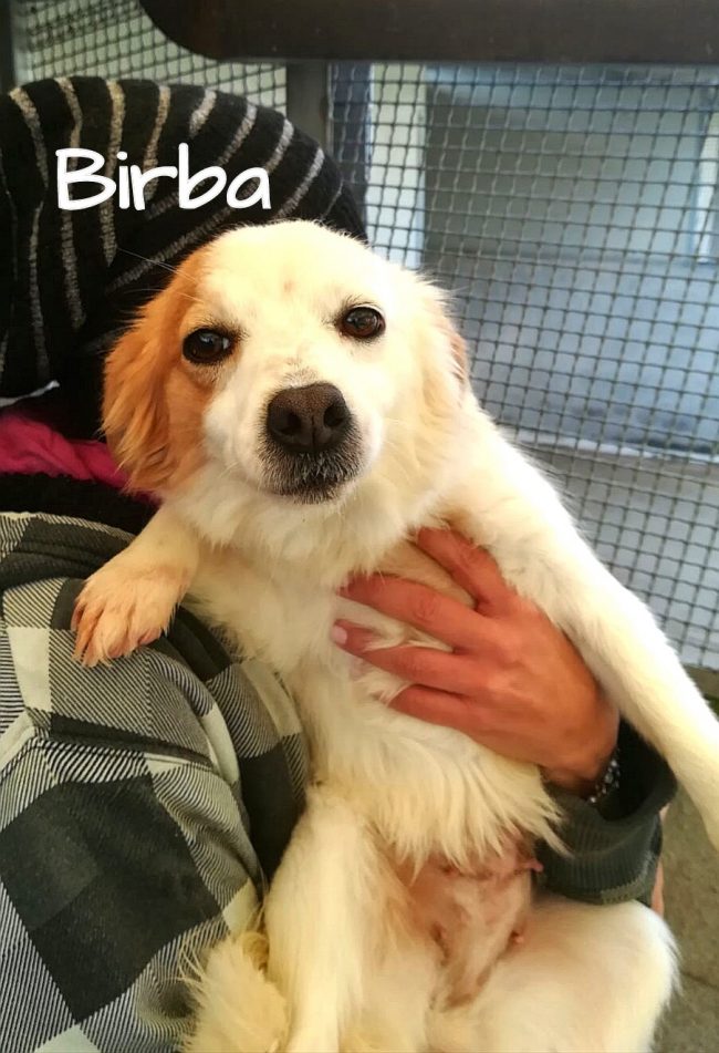 biba