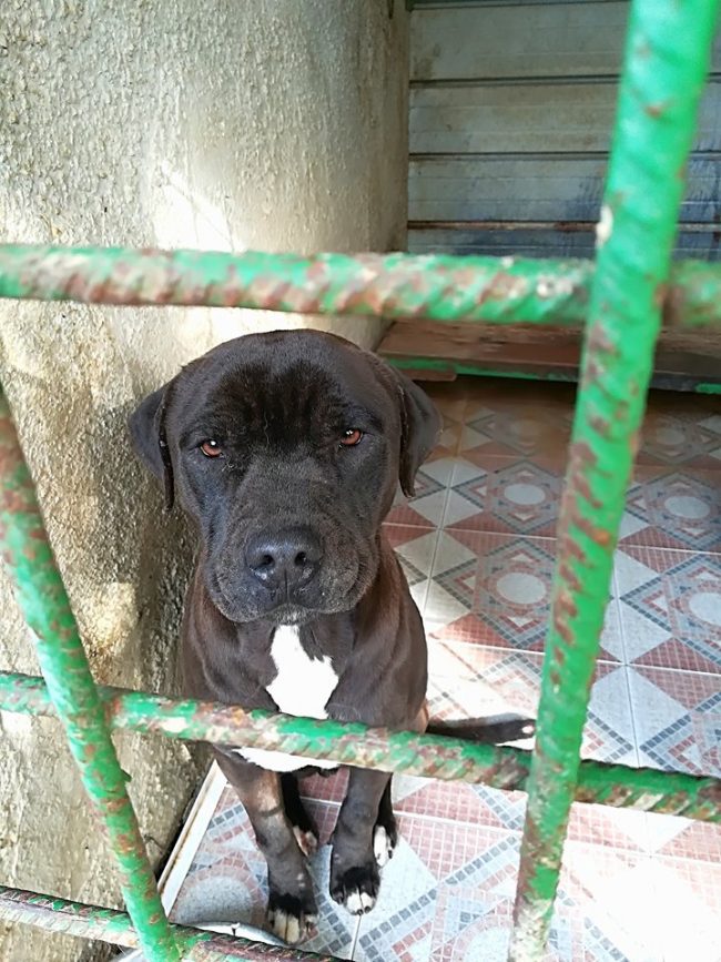 bruno