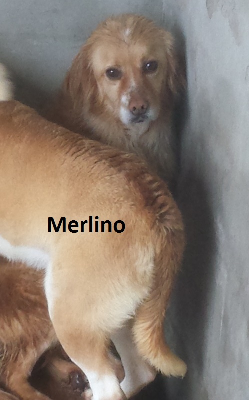 Merlino con nome