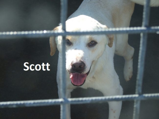 Scott con nome