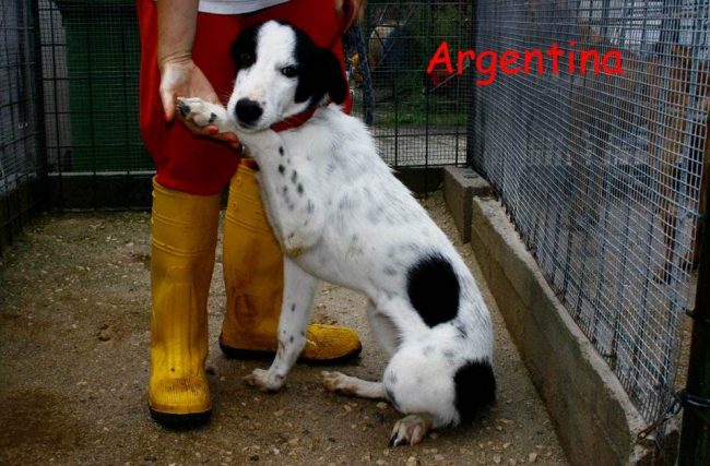 arge1