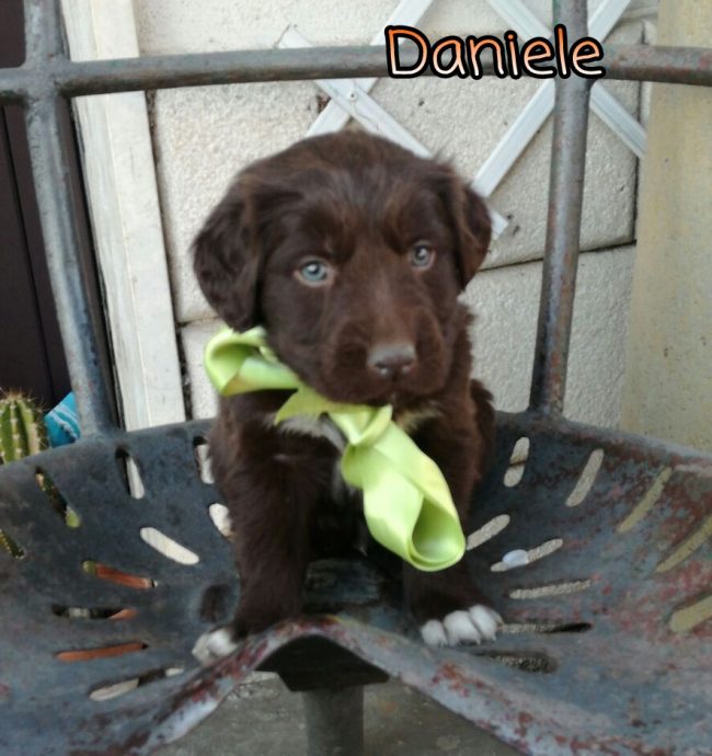 Daniele 2