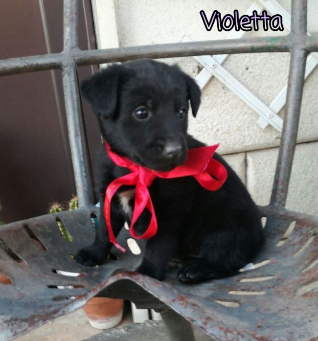 Violetta 3