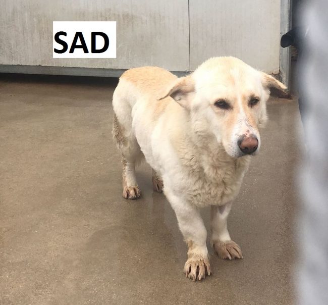 sad con nome – Copia