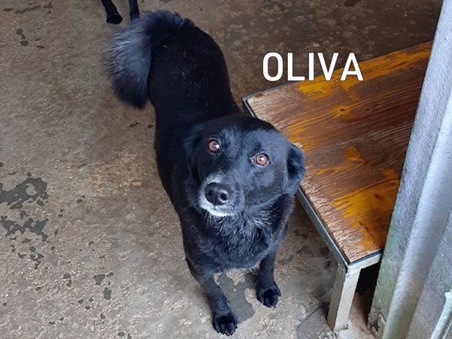 OLIVA066-Copia